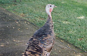 �r�b�O�A�C�����h�J���g���[�N���u 2000�N