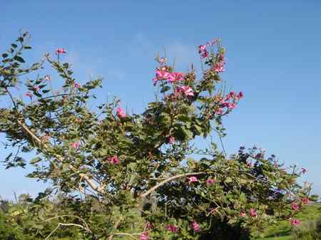 �r�b�O�A�C�����h�J���g���[�N���u 2004�N