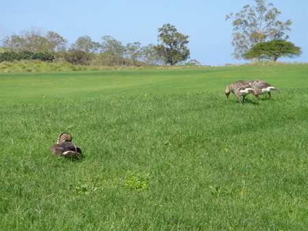 �r�b�O�A�C�����h�J���g���[�N���u 2004�N