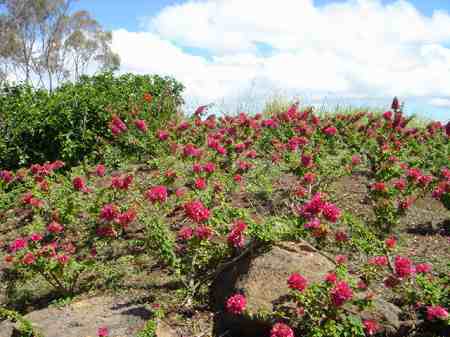 �r�b�O�A�C�����h�J���g���[�N���u 2004�N