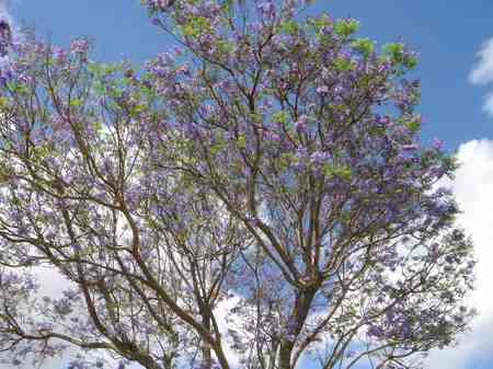 �r�b�O�A�C�����h�J���g���[�N���u 2004�N