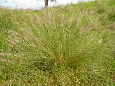 �r�b�O�A�C�����h�J���g���[�N���u 2004�N