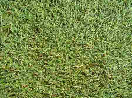 �r�b�O�A�C�����h�J���g���[�N���u 2004�N