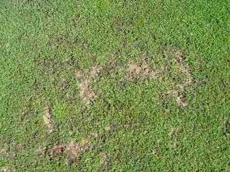 �r�b�O�A�C�����h�J���g���[�N���u 2004�N