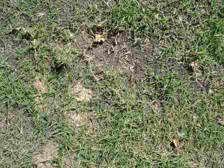 �r�b�O�A�C�����h�J���g���[�N���u 2004�N