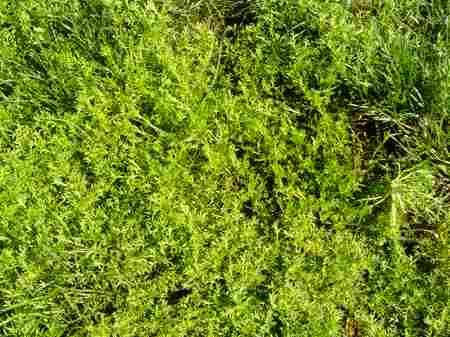 �r�b�O�A�C�����h�J���g���[�N���u 2004�N