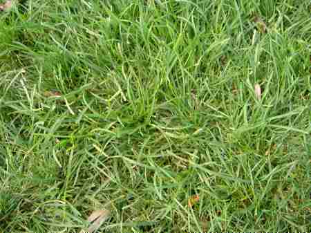 �r�b�O�A�C�����h�J���g���[�N���u 2004�N