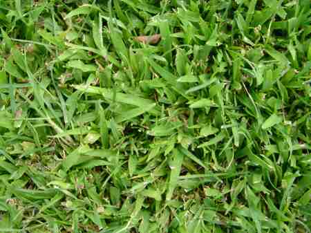 �r�b�O�A�C�����h�J���g���[�N���u 2004�N