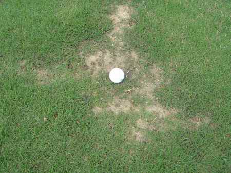 �r�b�O�A�C�����h�J���g���[�N���u 2004�N