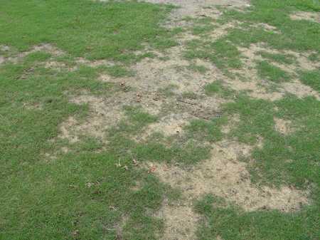 �r�b�O�A�C�����h�J���g���[�N���u 2004�N