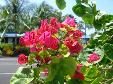 �R�i�J���g���[�N���u �I�[�V�����R�[�X 2006