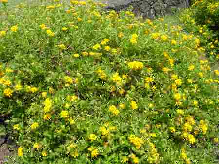 �R�i�J���g���[�N���u �I�[�V�����R�[�X 2006