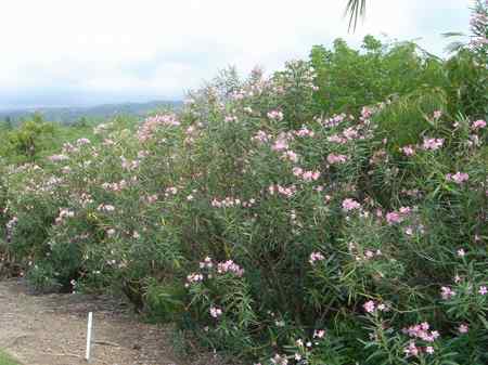 �R�i�J���g���[�N���u �I�[�V�����R�[�X 2006