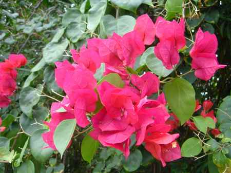 �R�i�J���g���[�N���u �I�[�V�����R�[�X 2006