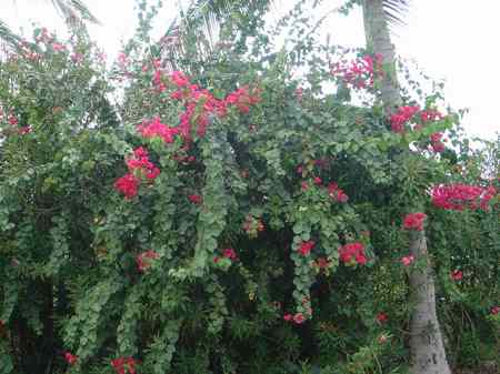 �R�i�J���g���[�N���u �I�[�V�����R�[�X 2006