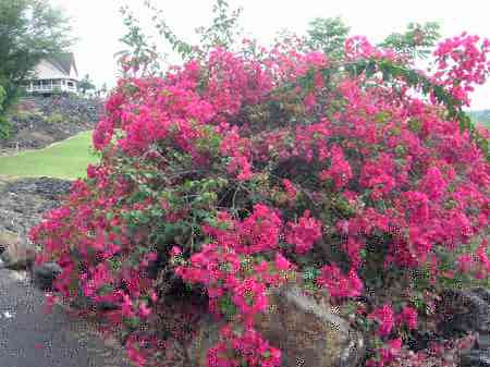 �R�i�J���g���[�N���u �I�[�V�����R�[�X 2006