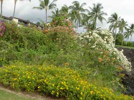 �R�i�J���g���[�N���u �I�[�V�����R�[�X 2006