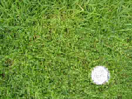 ���C�R���A�r�[�`2004