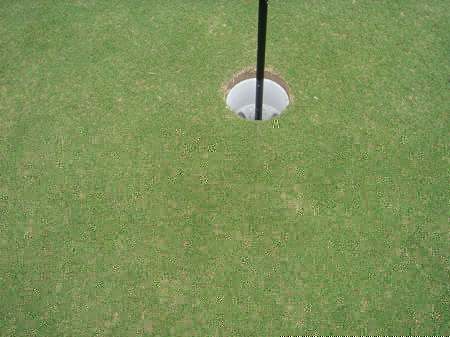 ���C�R���A�r�[�`2004