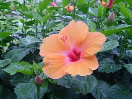 ���C�R���A�r�[�`2004